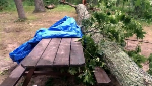 A tree fell on top of a picnic table where Amy Boileau and her son were hiding from a tornado in Grand Bend, Ont. on Sunday, July 27, 2014. 