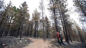 A fire fighter walks back into the forest at the Smith Creek fire in West Kelowna, B.C., Saturday, July, 19, 2014. Fires bans will be lifted for parts of northern British Columbia starting Aug. 5, 2014. (Jonathan Hayward / THE CANADIAN PRESS)