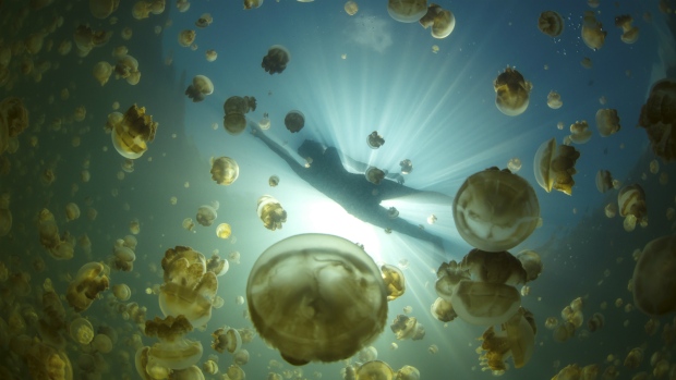 Golden jellyfish in Palau