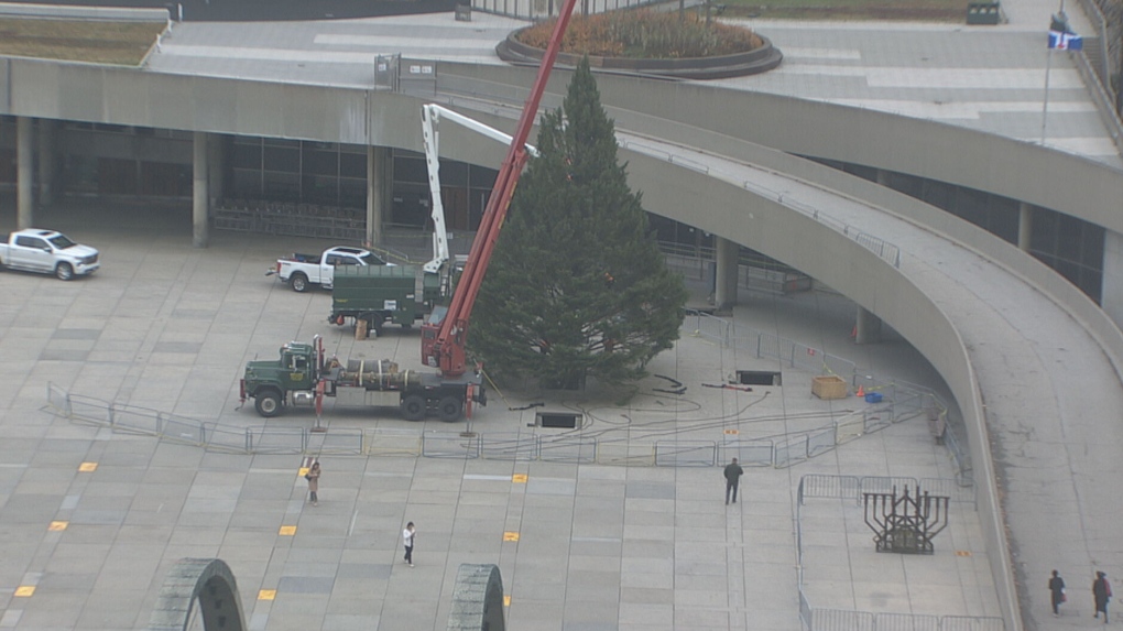 Nathan Phillips Square Christmas tree arrives in Toronto CTV News