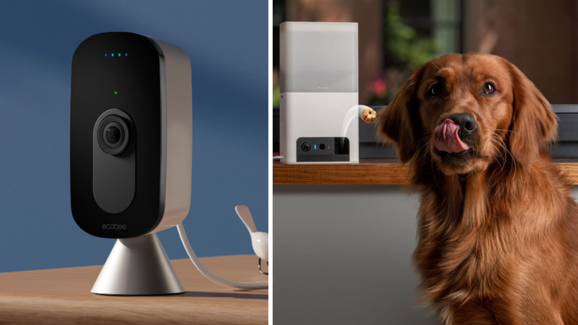 5 Of The Best Pet Cameras You Can Get Online Right Now