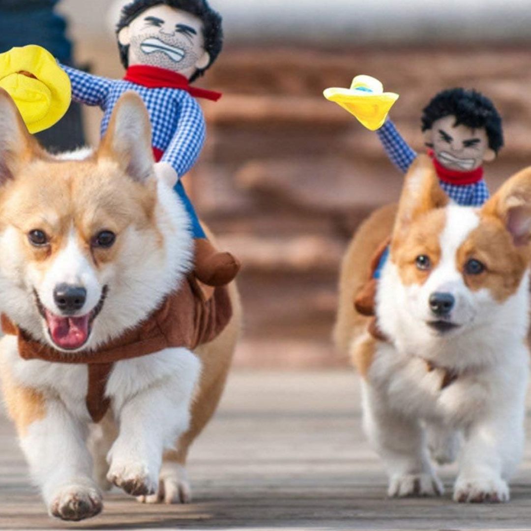 10 Halloween Costumes For Dogs And Cats That Are Too Cute For Words