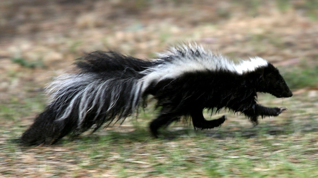 Negligence': Columbia students furious at university after skunk