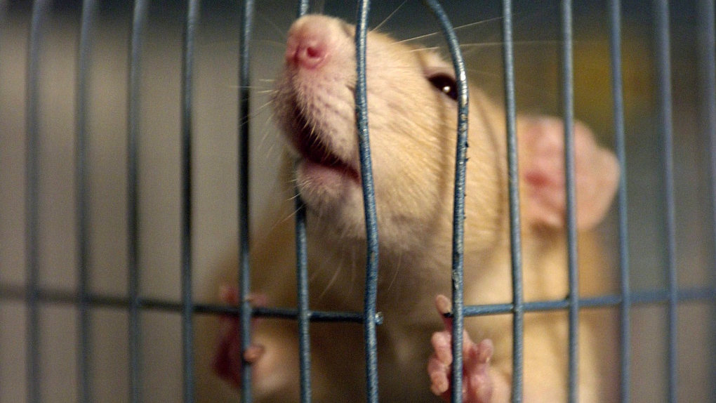 Rats bop their heads to music like us, study finds | CTV News