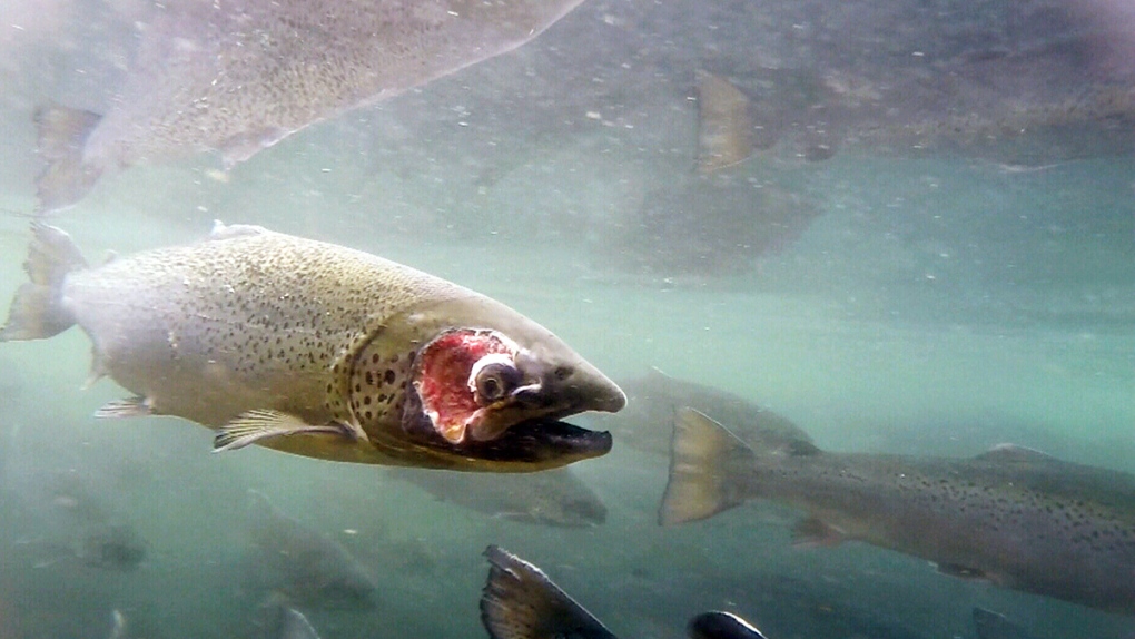 Salmon are vanishing from the Yukon River — and so is a way of life