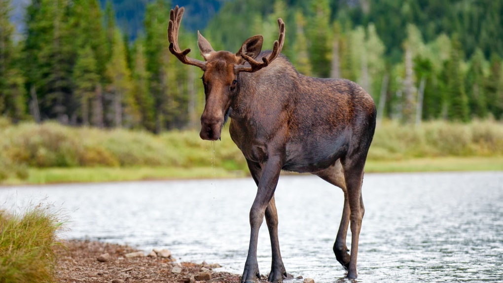B.C. man fined $8K for unlawfully killing moose, recruiting help of 2nd party to cover up offence