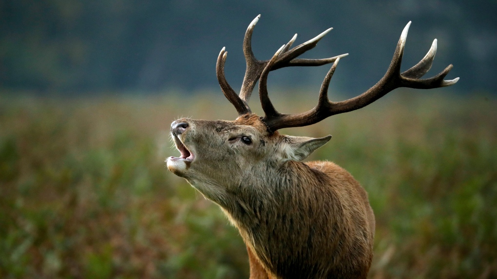 Spreading wildlife disease threatens deer, elk and maybe humans, new  research says | CTV News