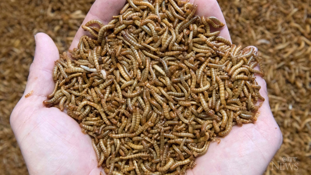 Mealworms approved as food by EU