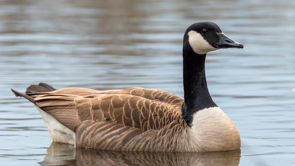 Case of avian flu confirmed in Canada goose in Halifax area | CTV News