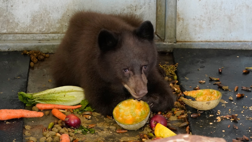 Man breaks 30-year record for largest black bear ever harvested in Western  North Carolina