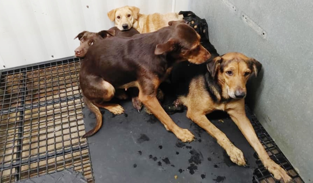 Sudbury group takes in dozens of dogs found in deplorable