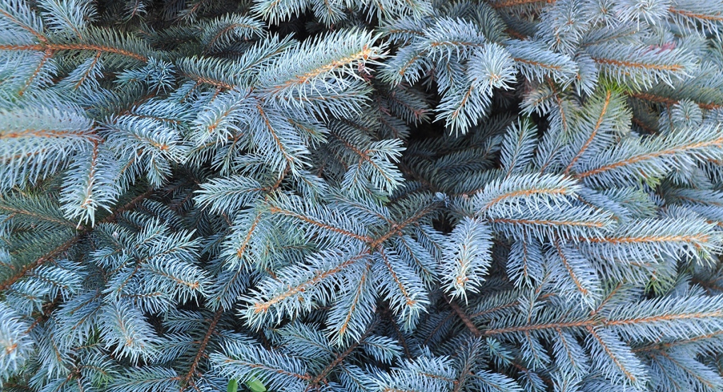 Grinches steal tree from St. Thomas, Ont. yard | CTV News