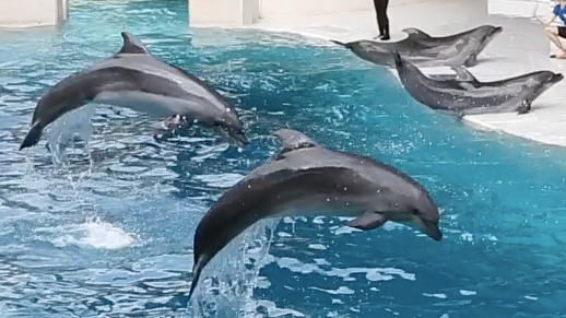 Bottlenose dolphin reportedly sparks swimming ban in France