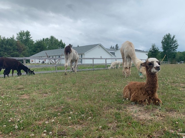 Meet Paul: The baby alpaca that is the newest member of a popular New  Brunswick farm | CTV News
