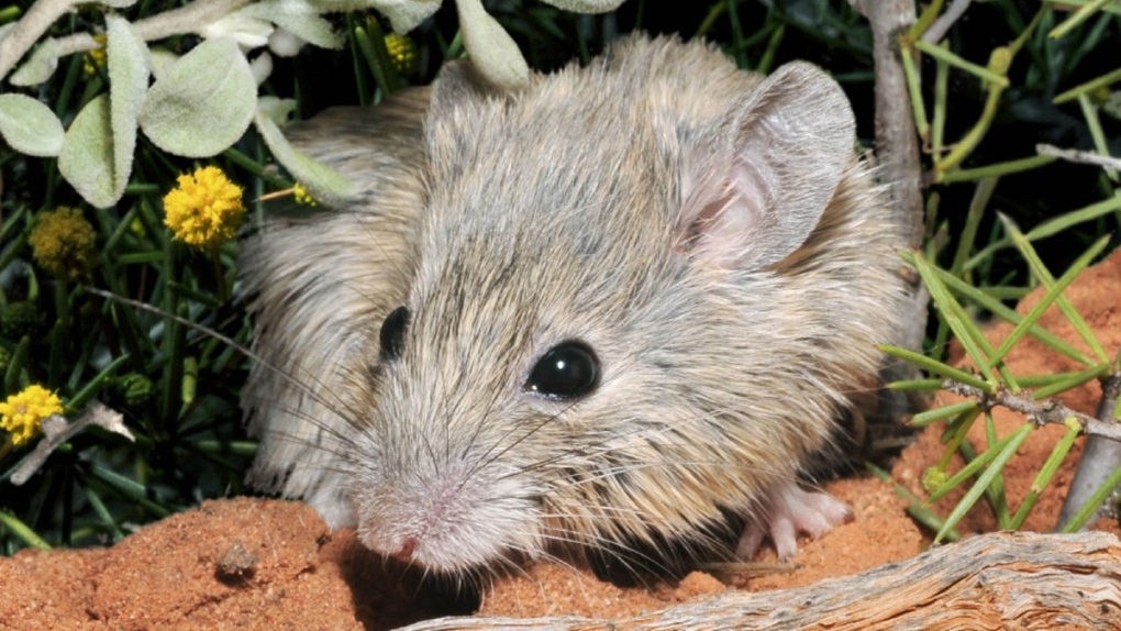 Eliminate Rodents Instantly With This Humane Pest Reject - Temu