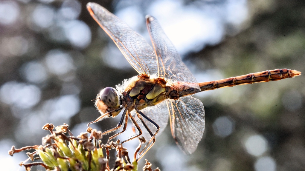 How climate change is affecting dragonflies in Canada and around the world  | CTV News
