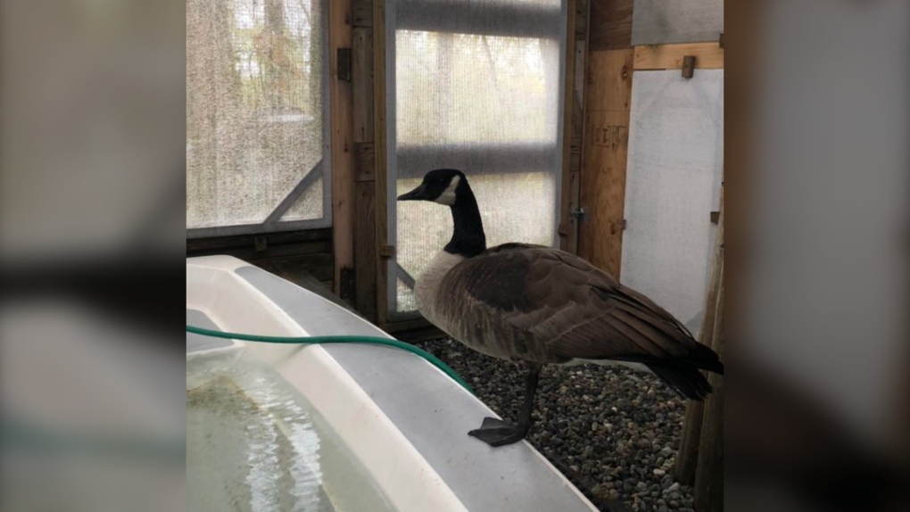Goose with arrow in abdomen rescued | CTV News