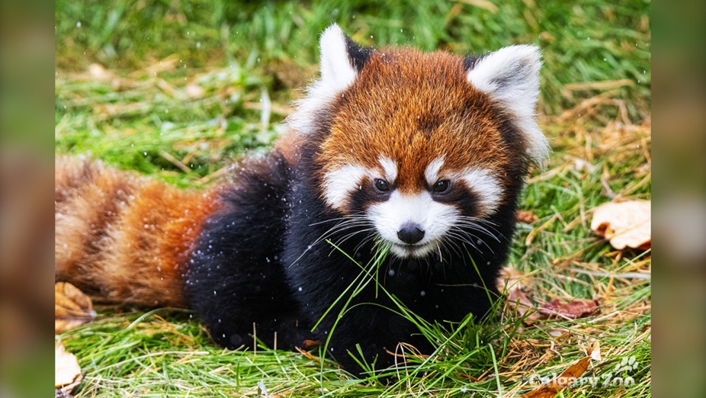Zoo in Calgary needs 2 baby pandas named | CTV News