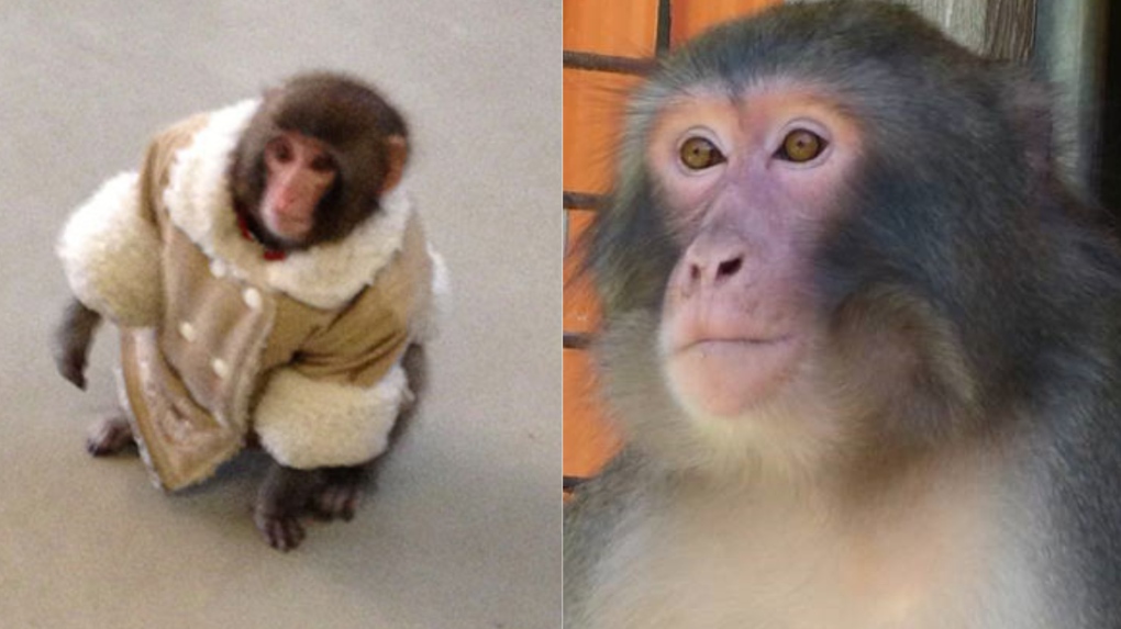 Ikea monkey: where is it now? | CTV News