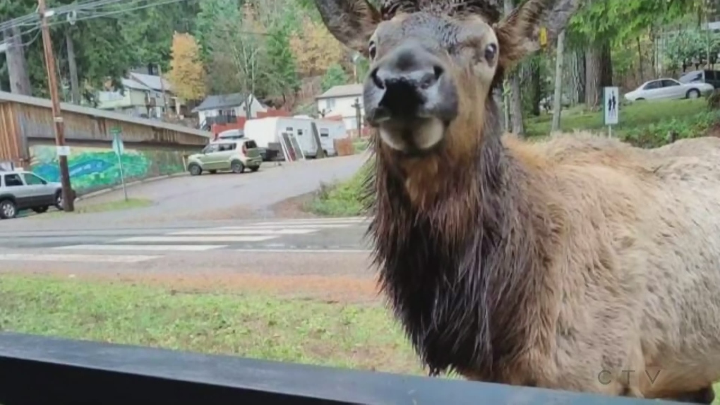 Elk named 'Bob' makes big positive impact in small Vancouver Island town