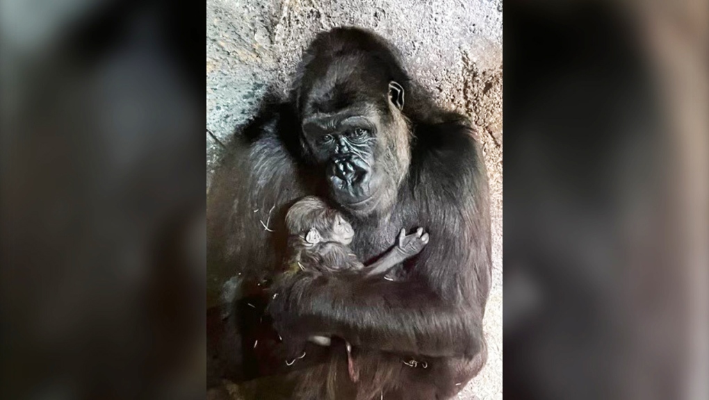 At the zoo: Gorilla mother Changa Maidi holds her baby
