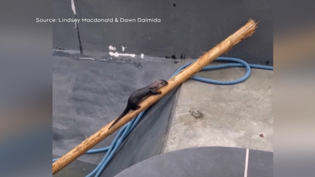 B.C. man rescues otter trapped in pool using 'legendary' log