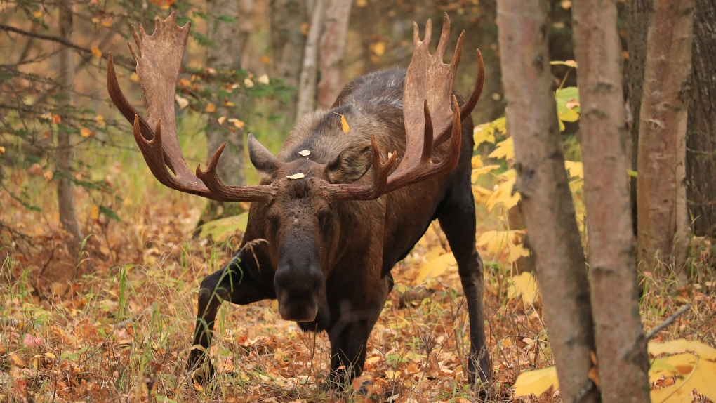 Three men fined $11K for illegal moose hunting in northern Ont.