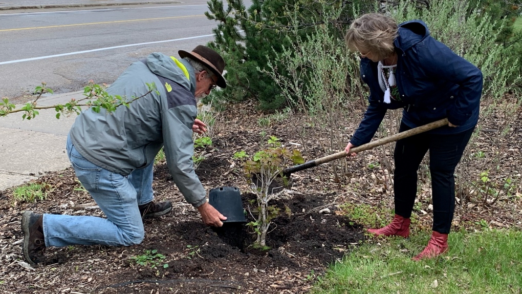 Saskatoon conservation group says tree planting represents hope for ...