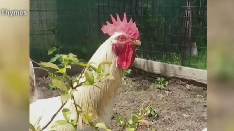 Salt Spring Island 'chicken war' moves to court as rooster owner