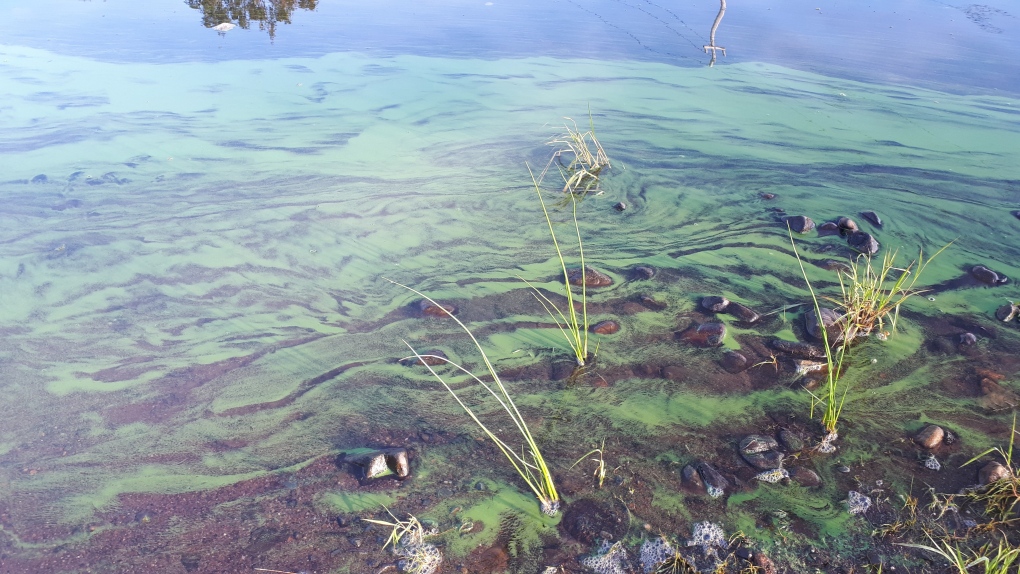 Blue Green Algae Blooms In P E I Ponds CTV News   Blue Green Algae 1 5923035 1653780044061 