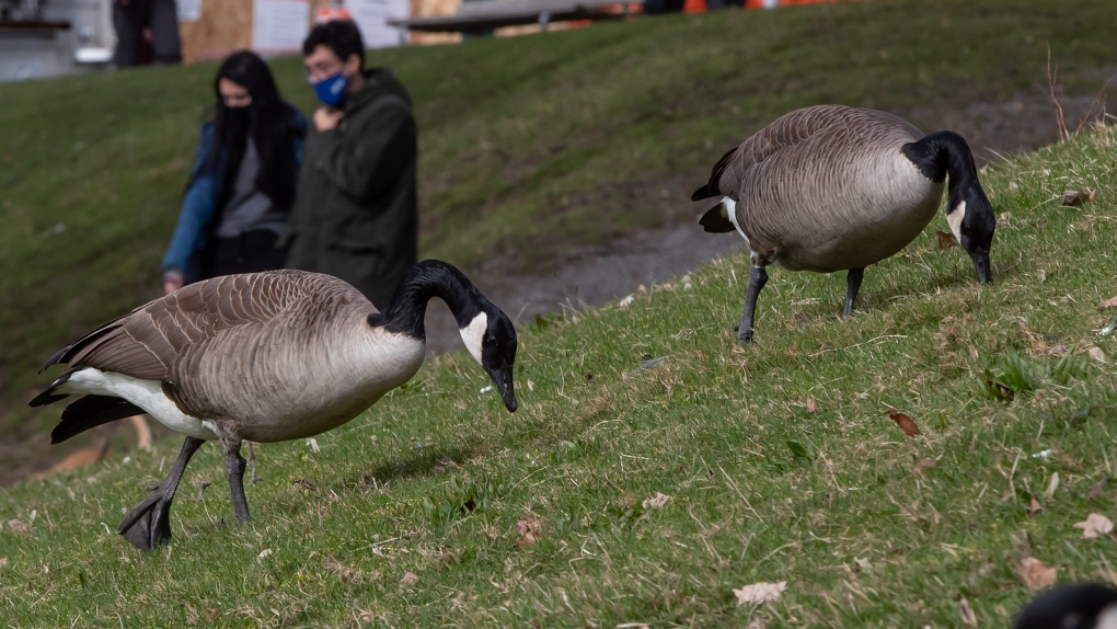 Canada geese causing problems for cities | CTV News