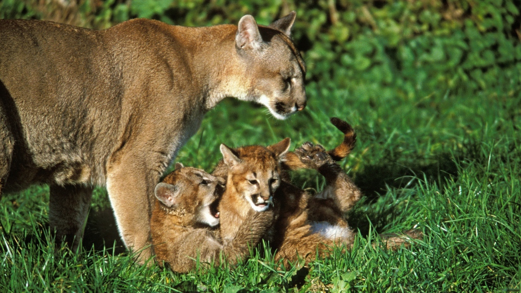 Investigation underway after cougar kittens found beheaded on Vancouver Island