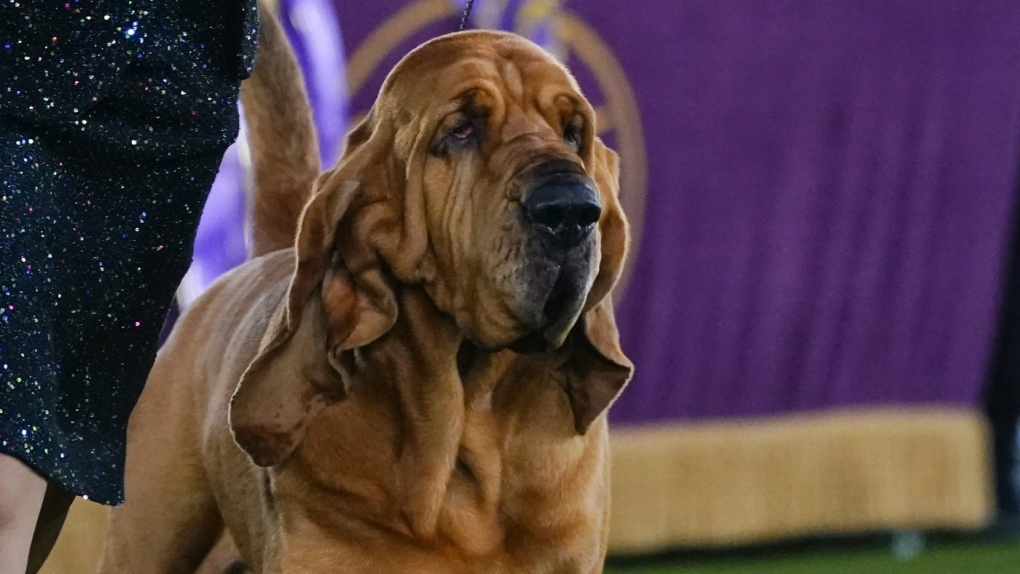 Westminster winner: Trumpet 1st bloodhound 'best in show' | CTV News