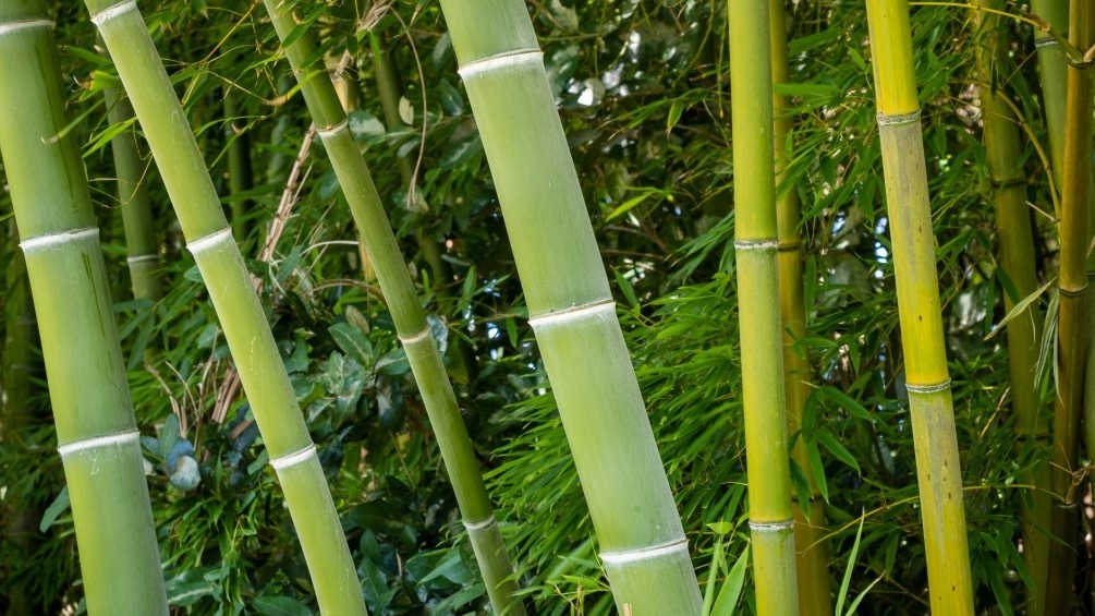 Bamboo - Entered the bamboo owners club today