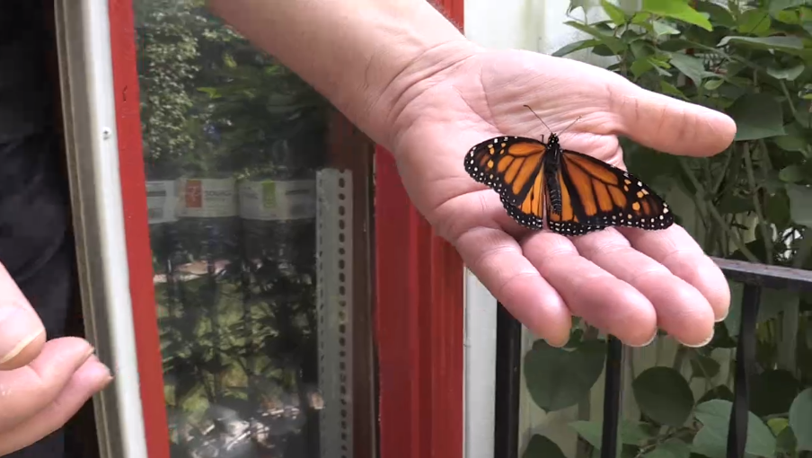 Monarch butterfly's declining population gets helping hand from