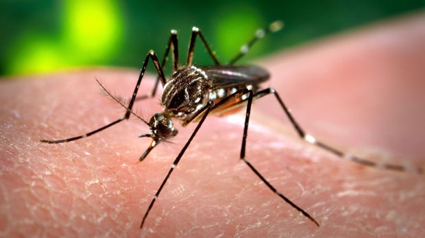 Protect yourself from West Nile virus, avoid mosquito bites
