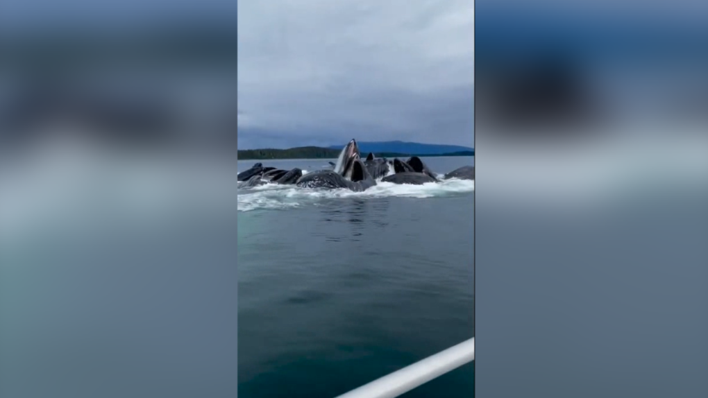 Humpback whales give surreal show to boaters