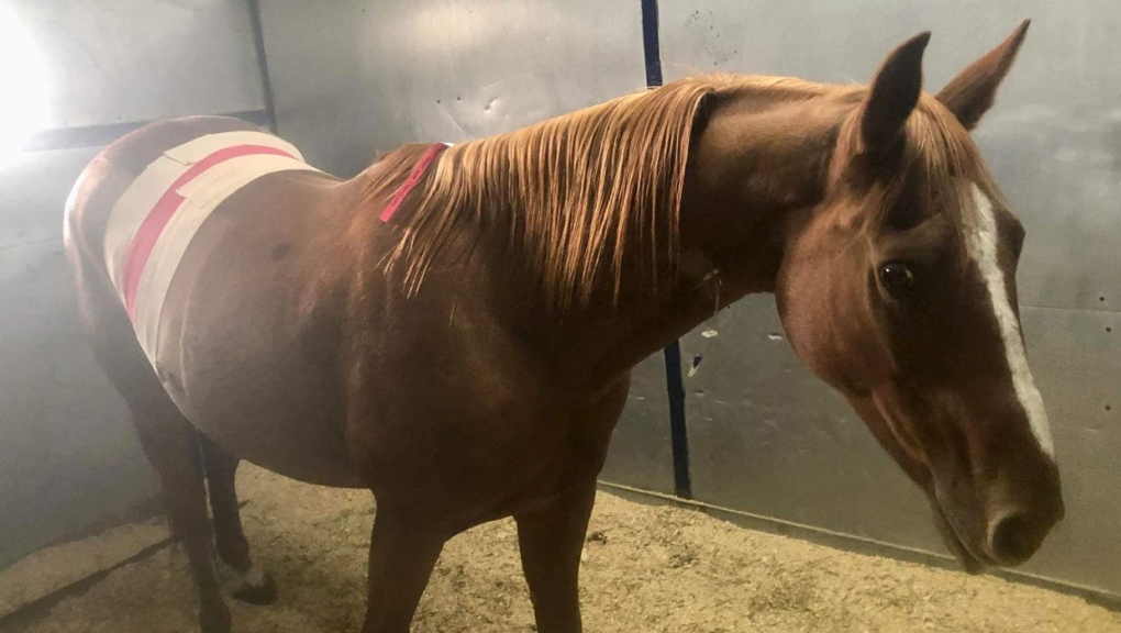 Sundre, Alta., animal rescue seeks support for horse with unique condition  | CTV News