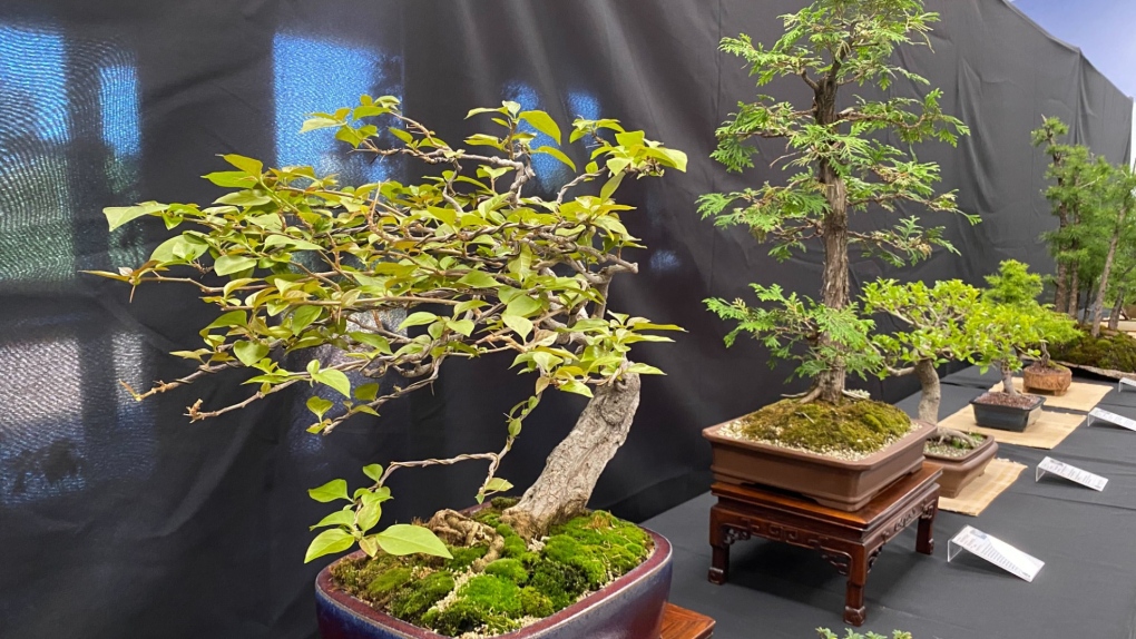 A relationship with you and the tree': Bonsai Society holds annual show |  CTV News