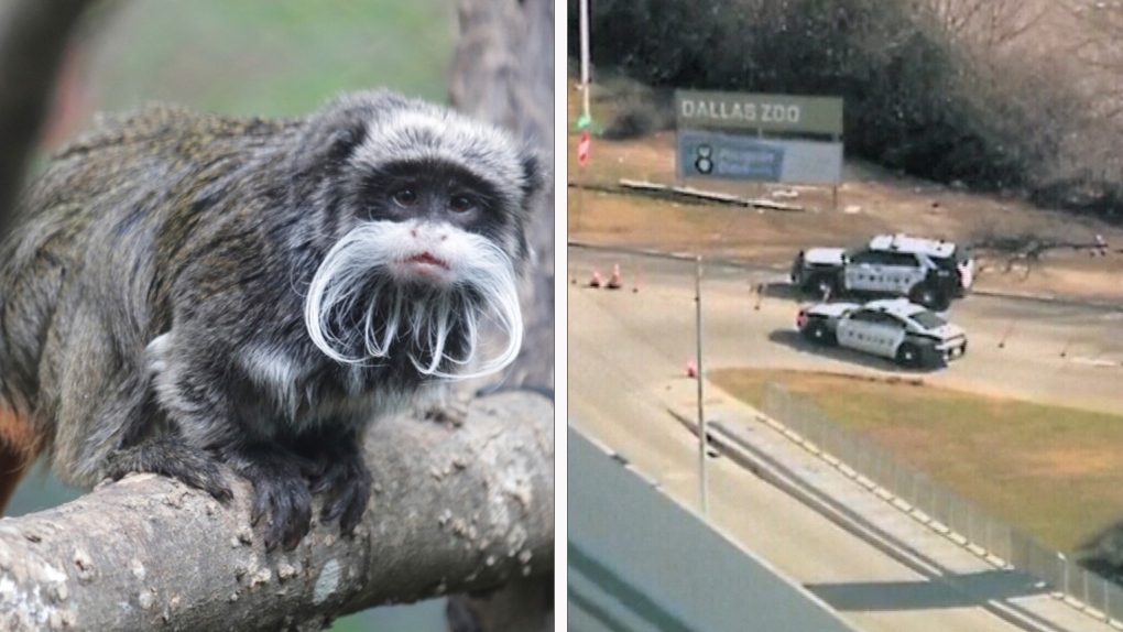 Monkeys Seemingly Stolen From Dallas Zoo