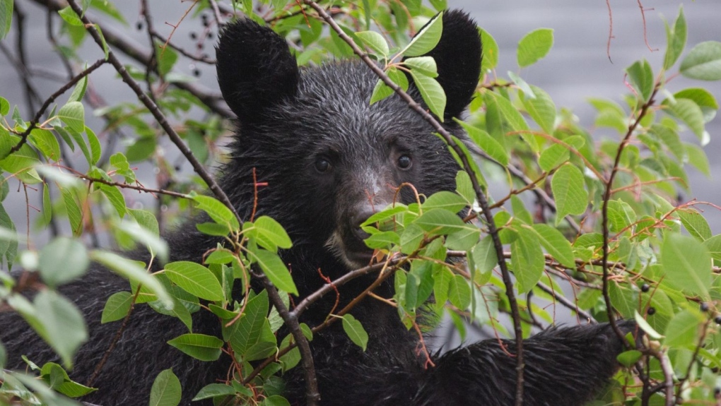 Jasper bears: Encounters nearly triple since 2021 | CTV News