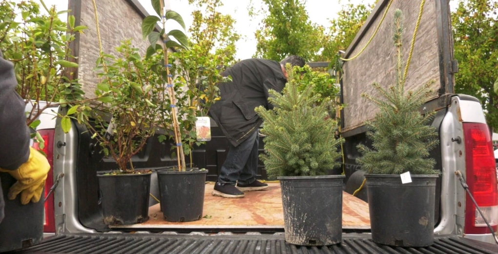 ReLeaf program working to regrow Winnipeg’s tree canopy