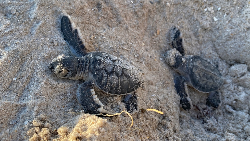 https://www.ctvnews.ca/content/dam/ctvnews/en/images/2023/11/24/a-pair-of-green-sea-turtle-hatchings-1-6660133-1700868746540.jpg