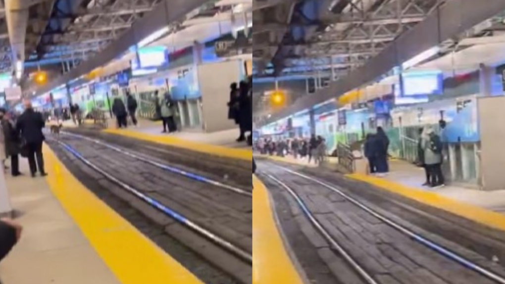 视频显示鹿穿越多伦多联合车站的铁轨