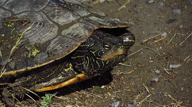 https://www.ctvnews.ca/content/dam/ctvnews/en/images/2023/12/22/northern-map-turtle-1-6698477-1703259298378.jpg