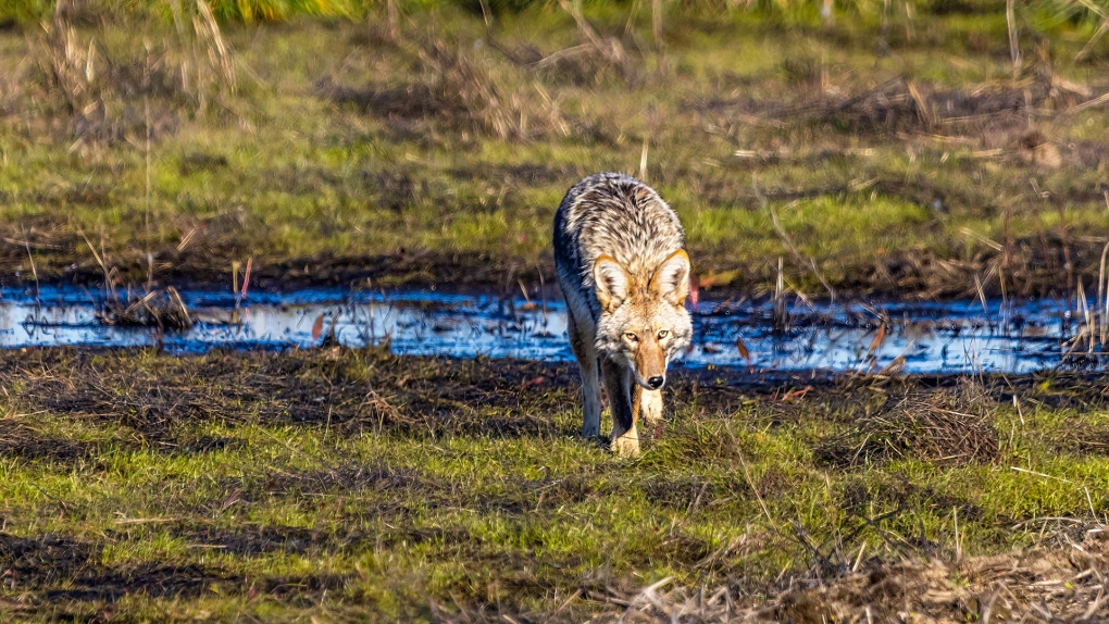 Southern Alberta girl injured in coyote attack