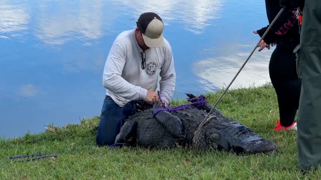 Officials tie up alligator in fatal Florida attack