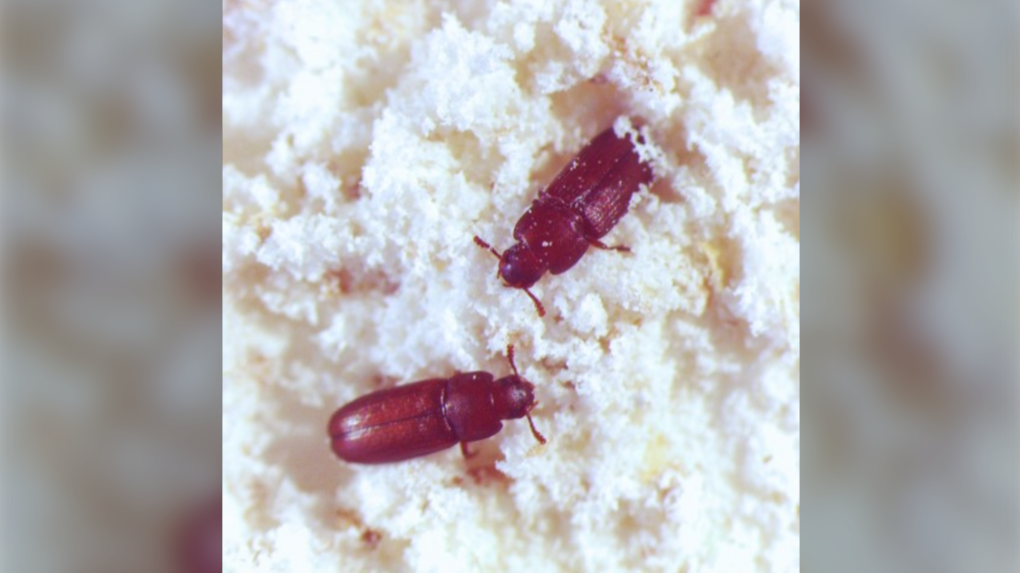 Red Flour Beetle 1 6348894 1681133486754 