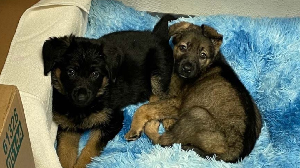 BC SPCA seeks donations for care of German shepherd puppies found abandoned in box in Burnaby