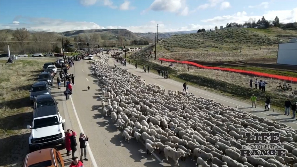 Watch thousands of sheep cross Idaho road | CTV News